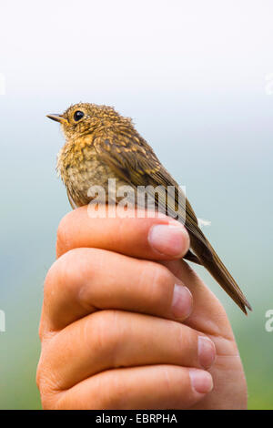 European robin (Erithacus rubecula), juvenile robin caught for banding in the hand of an ornithologist, Germany, Hesse Stock Photo