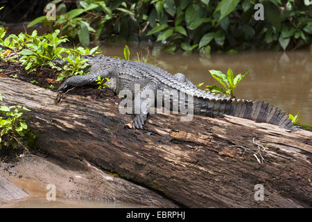 Siamese crocodile (Crocodylus siamensis), sunbathing on deadwood in a river, Thailand, Khao Yai National Park Stock Photo