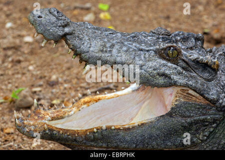 Siamese crocodile (Crocodylus siamensis), portrait with mouth open, Thailand, Chiang Mai Stock Photo