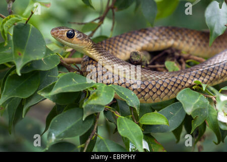 Yellow-bellied rat snake, Indo-Chinese rat snake  (Ptyas korros), on a twig, Thailand, Chiang Mai Stock Photo