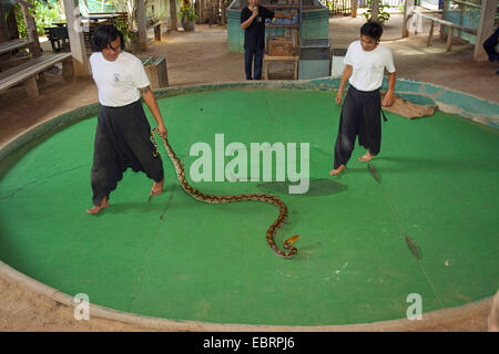 Reticulated python, Diamond python, Java rock python (Python reticulatus), snake show, Thailand, Mae Sa Snake Farm, Chiang Mai Stock Photo