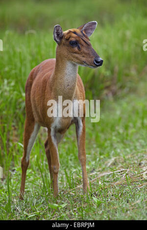 barking deer, kakar, Indian muntjac (Muntiacus muntjak), female, Thailand, Khao Yai National Park Stock Photo