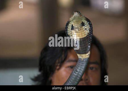 Indochinese spitting cobra, Siamese Cobra (Naja siamensis), snake exhibition, threatening cobra, Thailand, Mae Sa Snake Farm, Chiang Mai Stock Photo