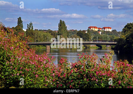 Himalayan balsam, Indian balsam, red jewelweed, ornamental jewelweed, policeman's helmet (Impatiens glandulifera), shore of river Ruhr with blooming Indian balsam, Germany, North Rhine-Westphalia Stock Photo