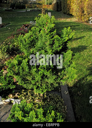 Japanese cypress, Hinoki cypress, Hinoki (Chamaecyparis obtusa 'Nana Gracilis', Chamaecyparis obtusa Nana Gracilis), cultivar Nana Gracilis on a cementery, Germany Stock Photo