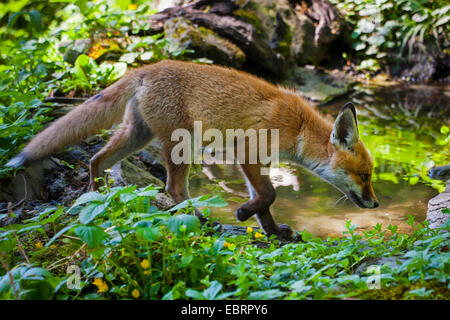 red fox (Vulpes vulpes), juvenile fox walking along at a forest pond, Switzerland, Sankt Gallen
