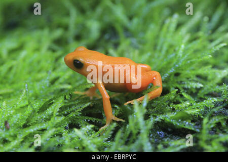 golden frog (Mantella aurantiaca), sitting on moss, Madagascar Stock Photo