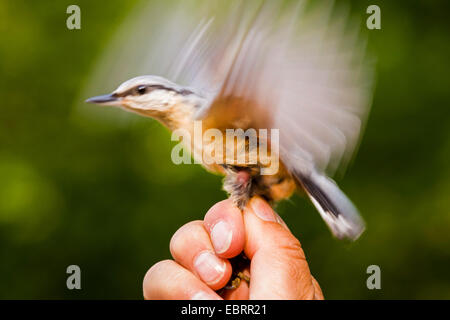 Eurasian nuthatch (Sitta europaea), nuthatch caught for banding hold in the hand of an ornithologist, flapping wings, Germany, Hesse Stock Photo