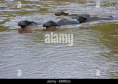 Asian water buffalo, wild water buffalo, carabao (Bubalus bubalis, Bubalus arnee), herd crossing river, Thailand, Chiang Mai Stock Photo