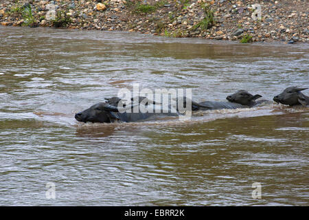 Asian water buffalo, wild water buffalo, carabao (Bubalus bubalis, Bubalus arnee), herd crossing river, Thailand, Chiang Mai Stock Photo