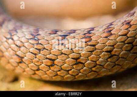 smooth snake (Coronella austriaca), scales, Germany, Hesse Stock Photo