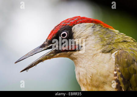 green woodpecker (Picus viridis), portrait, Germany, Hesse Stock Photo