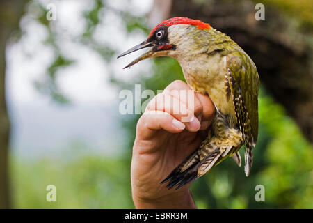 green woodpecker (Picus viridis), male caught for banding in the Hand of an ornithologist, Germany, Hesse Stock Photo