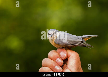 Eurasian nuthatch (Sitta europaea), nuthatch caught for banding hold in the hand of an ornithologist, Germany, Hesse Stock Photo