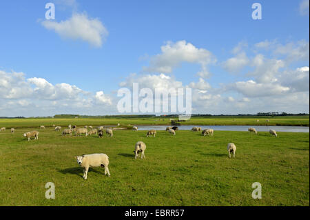 Texel sheep (Ovis ammon f. aries), grazing flock of sheep, Netherlands, Texel Stock Photo