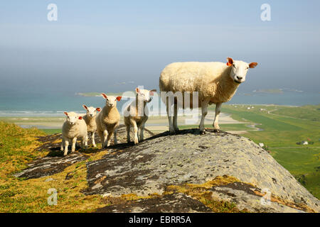 domestic sheep (Ovis ammon f. aries), and four lambs standing on a rock, Norway, Lofoten Islands Stock Photo