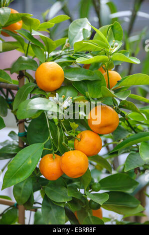 Calamondin, Calamansi (Citrofortunella microcarpa, x Citrofortunella microcarpa, Citrus fortunella, Citrus mitis), fruits on a tree, Germany, Brandenburg