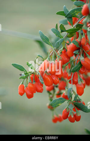 Chinese wolfberry, common matrimony vine (Lycium barbarum 'No. 1 Big Lifeberry', Lycium barbarum No. 1 Big Lifeberry), goji berries, cultivar No. 1 Lifeberry Stock Photo