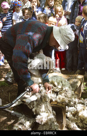 domestic sheep (Ovis ammon f. aries), shepherd showing children how to clip a sheep with an electric clipper, Germany Stock Photo