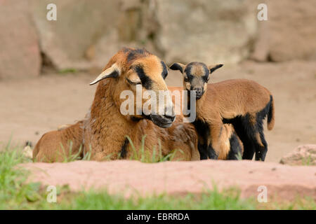 Cameroon, Cameroon sheep (Ovis ammon f. aries), mother with lamb Stock Photo