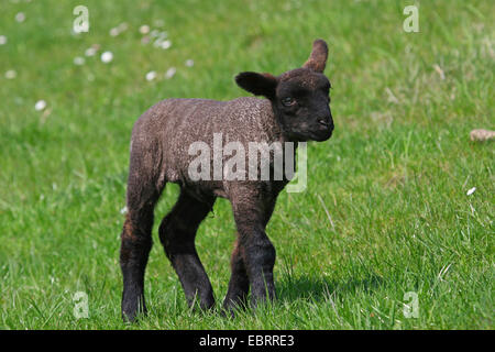 domestic sheep (Ovis ammon f. aries), black lamm in a pasture, Germany Stock Photo