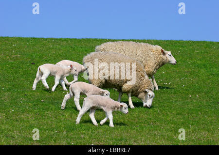 domestic sheep (Ovis ammon f. aries), mothers with lambs on a dyke, Germany Stock Photo