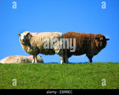 domestic sheep (Ovis ammon f. aries), white and brown sheep back to back, Germany Stock Photo