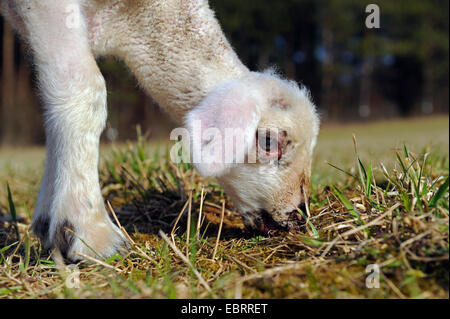 domestic sheep (Ovis ammon f. aries), lamb grazing in meadow, Germany Stock Photo