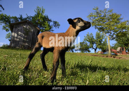 Cameroon, Cameroon sheep (Ovis ammon f. aries), lamb standing in a meadow, Germany Stock Photo