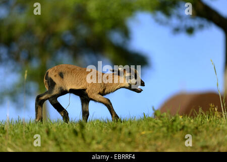 Cameroon, Cameroon sheep (Ovis ammon f. aries), little lamb walking through a meadow and bleating, Germany Stock Photo