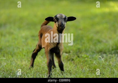 Cameroon, Cameroon sheep (Ovis ammon f. aries), lamb standing in a meadow, Germany Stock Photo