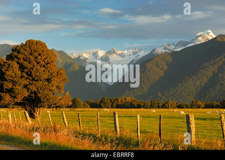 domestic sheep (Ovis ammon f. aries), sheeps in a meadow in front of the Southern Alps with the Fox Glacier und Mt. Tasman (3497 m), New Zealand, Southern Island, Westland National Park Stock Photo