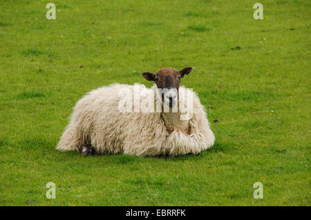 domestic sheep (Ovis ammon f. aries), sitting in a meadow, United Kingdom, England Stock Photo