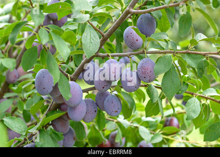European plum (Prunus domestica 'Zum Felde', Prunus domestica Zum Felde), Plums on a tree, cultivar Wangenheimer Fruehzwetsche Stock Photo