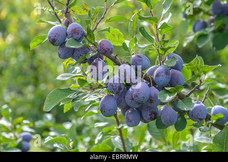 European plum (Prunus domestica 'Topper', Prunus domestica Topper), Plums on a tree, cultivar Topper Stock Photo