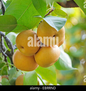 A Nashi pear Stock Photo - Alamy