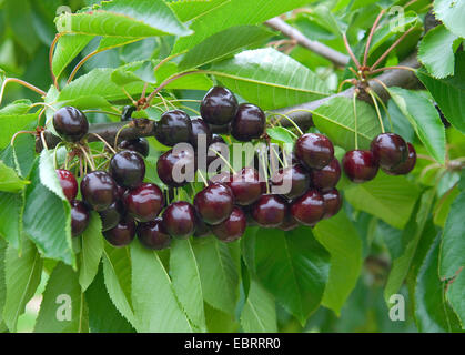 Cherry tree, Sweet cherry (Prunus avium 'Bing', Prunus avium Bing), mature cherries on a tree, cultivar Bing Stock Photo