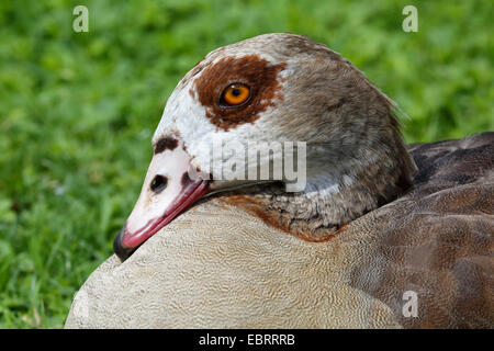 Egyptian goose (Alopochen aegyptiacus), portrait, Germany Stock Photo