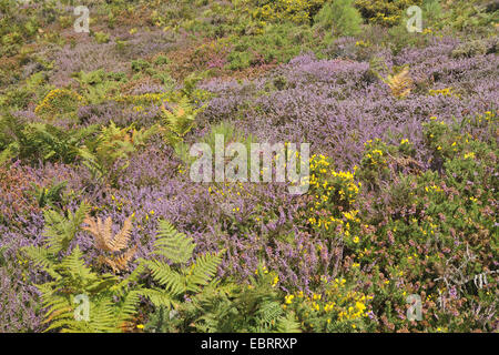 blooming heath, furze and fern, France, Brittany, Erquy Stock Photo