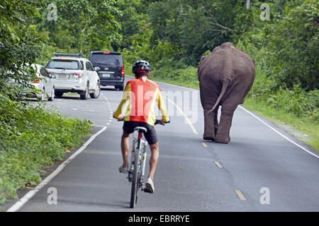 Asiatic elephant, Asian elephant (Elephas maximus), elephant on the road, Thailand, Khao Yai National Park Stock Photo