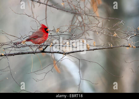 Common cardinal, Red cardinal (Cardinalis cardinalis), male on a twig in a tree, USA, Massachusetts Stock Photo