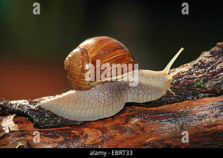 Roman snail, escargot, escargot snail, edible snail, apple snail, grapevine snail, vineyard snail, vine snail (Helix pomatia), escargot on a tree trunk, Germany Stock Photo