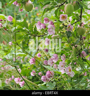 Autumn Anemone (Anemone tomentosa 'Robustissima', Anemone tomentosa Robustissima), cultivar Robustissima, with apple tree of cultivar Gloster, Germany, Saxony Stock Photo