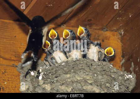 barn swallow (Hirundo rustica), young Swallows in the nest are feeded, Greece Stock Photo