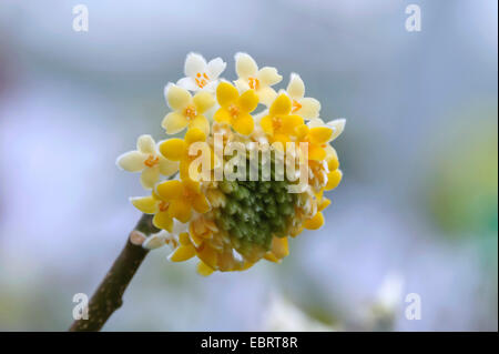 Oriental Paperbush (Edgeworthia chrysantha, Edgeworthia papyrifera), blooming branch Stock Photo