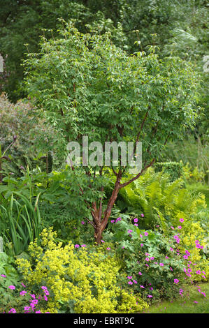 paperbark maple (Acer griseum), in a ornamental garden, D Entrecasteau Nationalpark, Lower Saxony Stock Photo