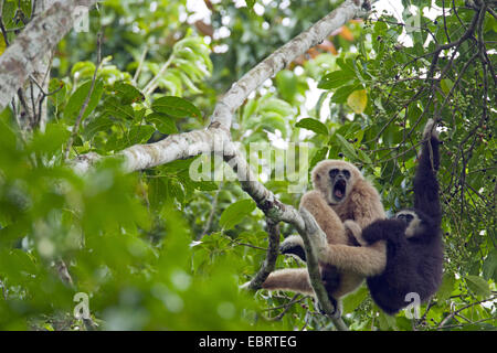 common gibbon, white-handed gibbon (Hylobates lar), two gibbons with bright and dark fur on a branch in a tree, Thailand, Khao Yai National Park Stock Photo