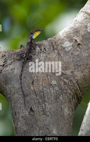 Spotted Flying dragon, Spotted Flying lizard (Draco maculatus), on a tree, Thailand, Huai Kha Khaeng Wildlife Sanctua Stock Photo