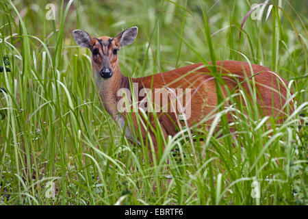 Barking deer, Kakar, Indian muntjac (Muntiacus muntjak), female in a meadow, Thailand, Khao Yai National Park Stock Photo