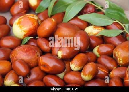 Jujube, Jujuba, Red date, Chinese date, Korean date, Indian date (Ziziphus jujuba 'Meimizao', Ziziphus jujuba Meimizao, Ziziphus zizyphus), cultivar Meimizao, Germany, Saxony Stock Photo